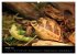 Reptilien 2026 (hochwertiger Premium... - Bild 6