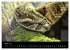 Reptilien 2026 (hochwertiger Premium... - Bild 9