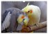 Nymphensittiche (Wandkalender 2026 DIN... - Bild 12