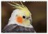 Nymphensittiche (Wandkalender 2026 DIN... - Bild 3
