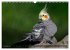 Nymphensittiche (Wandkalender 2026 DIN... - Bild 5