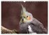Nymphensittiche (Wandkalender 2026 DIN... - Bild 9