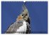 Nymphensittiche (Wandkalender 2026 DIN... - Bild 10