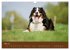 Berner Sennenhunde (Wandkalender 2026... - Bild 11