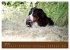 Berner Sennenhunde (Wandkalender 2026... - Bild 12