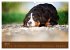 Berner Sennenhunde (Wandkalender 2026... - Bild 13