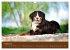 Berner Sennenhunde (Wandkalender 2026... - Bild 14