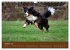 Berner Sennenhunde (Wandkalender 2026... - Bild 3