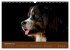 Berner Sennenhunde (Wandkalender 2026... - Bild 5
