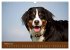 Berner Sennenhunde (Wandkalender 2026... - Bild 8