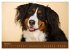 Berner Sennenhunde (Wandkalender 2026... - Bild 10