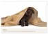 Labrador - Welpen (Wandkalender 2026... - Bild 11
