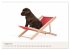 Labrador - Welpen (Wandkalender 2026... - Bild 14