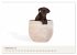 Labrador - Welpen (Wandkalender 2026... - Bild 15