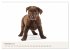 Labrador - Welpen (Wandkalender 2026... - Bild 4