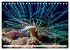 Tauchen im Mittelmeer (Tischkalender... - Bild 11