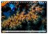 Tauchen im Mittelmeer (Tischkalender... - Bild 12