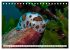 Tauchen im Mittelmeer (Tischkalender... - Bild 13