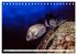 Tauchen im Mittelmeer (Tischkalender... - Bild 4