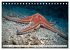 Tauchen im Mittelmeer (Tischkalender... - Bild 5