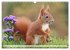 Besondere Augenblicke mit Eichhörnchen... - Bild 3