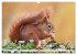 Besondere Augenblicke mit Eichhörnchen... - Bild 4