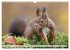 Besondere Augenblicke mit Eichhörnchen... - Bild 5