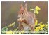 Besondere Augenblicke mit Eichhörnchen... - Bild 9