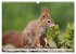 Besondere Augenblicke mit Eichhörnchen... - Bild 10