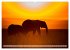 Emotionale Momente: Afrikas Big Five... - Bild 8