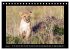 Afrikas Katzen (Tischkalender 2026 DIN... - Bild 11