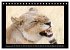 Afrikas Katzen (Tischkalender 2026 DIN... - Bild 15