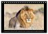 Afrikas Katzen (Tischkalender 2026 DIN... - Bild 4