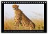 Afrikas Katzen (Tischkalender 2026 DIN... - Bild 7
