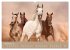 Pferde ¿ Araber im Wüstensand... - Bild 4