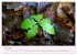 Wald und Baum 2026 (Wandkalender 2026... - Bild 11
