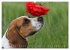 Beagle (hochwertiger Premium... - Bild 11