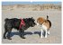 Beagle (hochwertiger Premium... - Bild 12