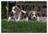 Beagle (hochwertiger Premium... - Bild 13