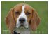Beagle (hochwertiger Premium... - Bild 14