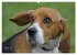 Beagle (hochwertiger Premium... - Bild 8