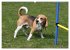Beagle (hochwertiger Premium... - Bild 10