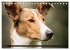 Smooth Collies (Tischkalender 2026 DIN... - Bild 11