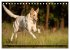 Smooth Collies (Tischkalender 2026 DIN... - Bild 12