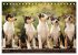 Smooth Collies (Tischkalender 2026 DIN... - Bild 14