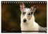 Smooth Collies (Tischkalender 2026 DIN... - Bild 15
