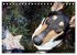 Smooth Collies (Tischkalender 2026 DIN... - Bild 5