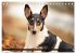 Smooth Collies (Tischkalender 2026 DIN... - Bild 8