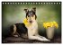 Smooth Collies (Tischkalender 2026 DIN... - Bild 9