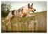Smooth Collies (Tischkalender 2026 DIN... - Bild 10